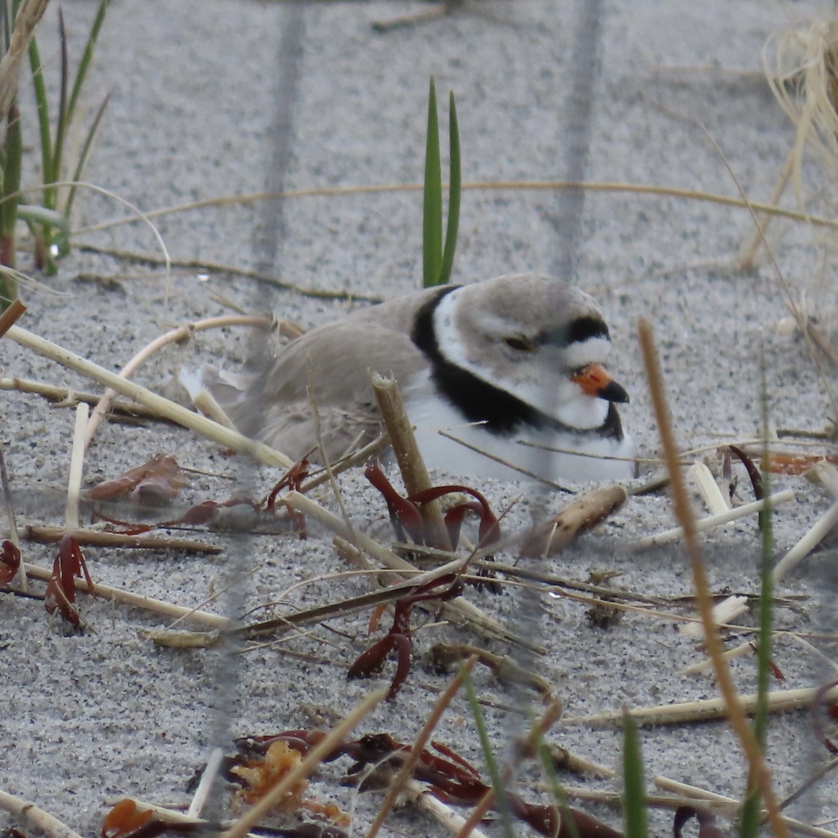 Piping Plover - ML571521681