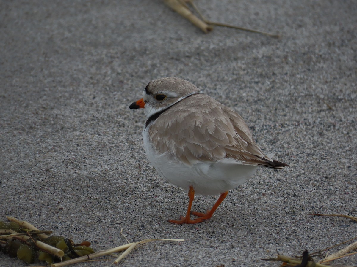 Piping Plover - ML571521691