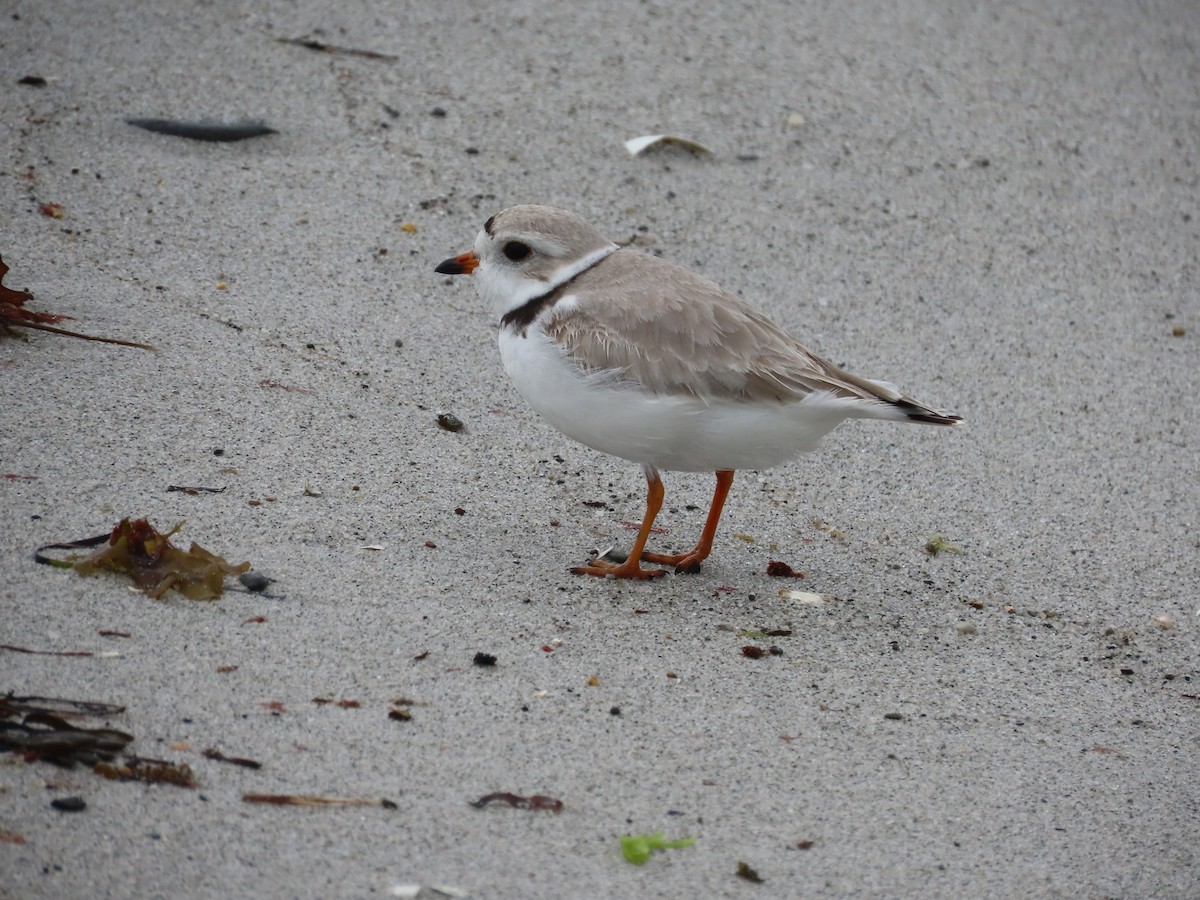 Piping Plover - ML571521731