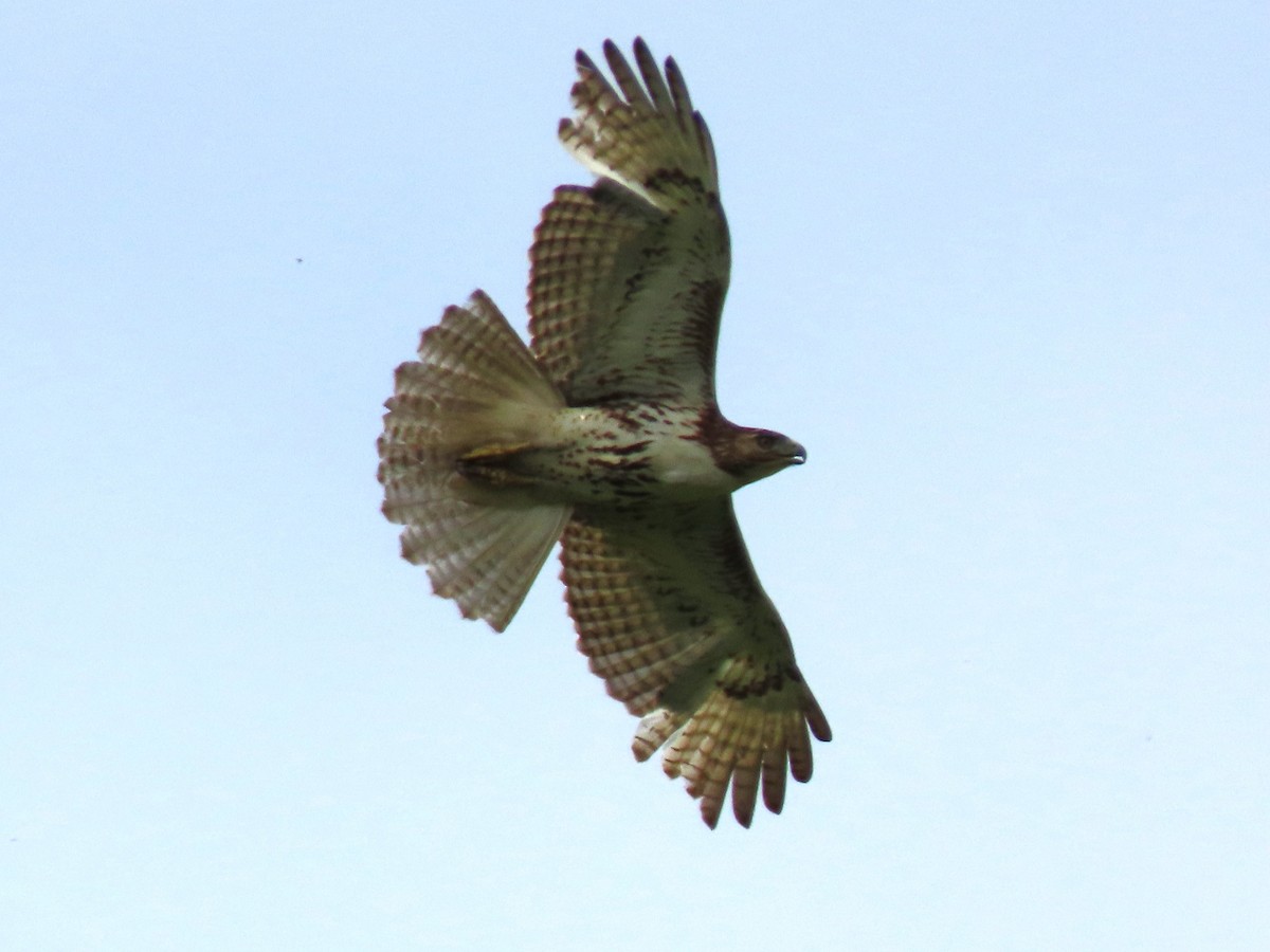Red-tailed Hawk - ML571534871
