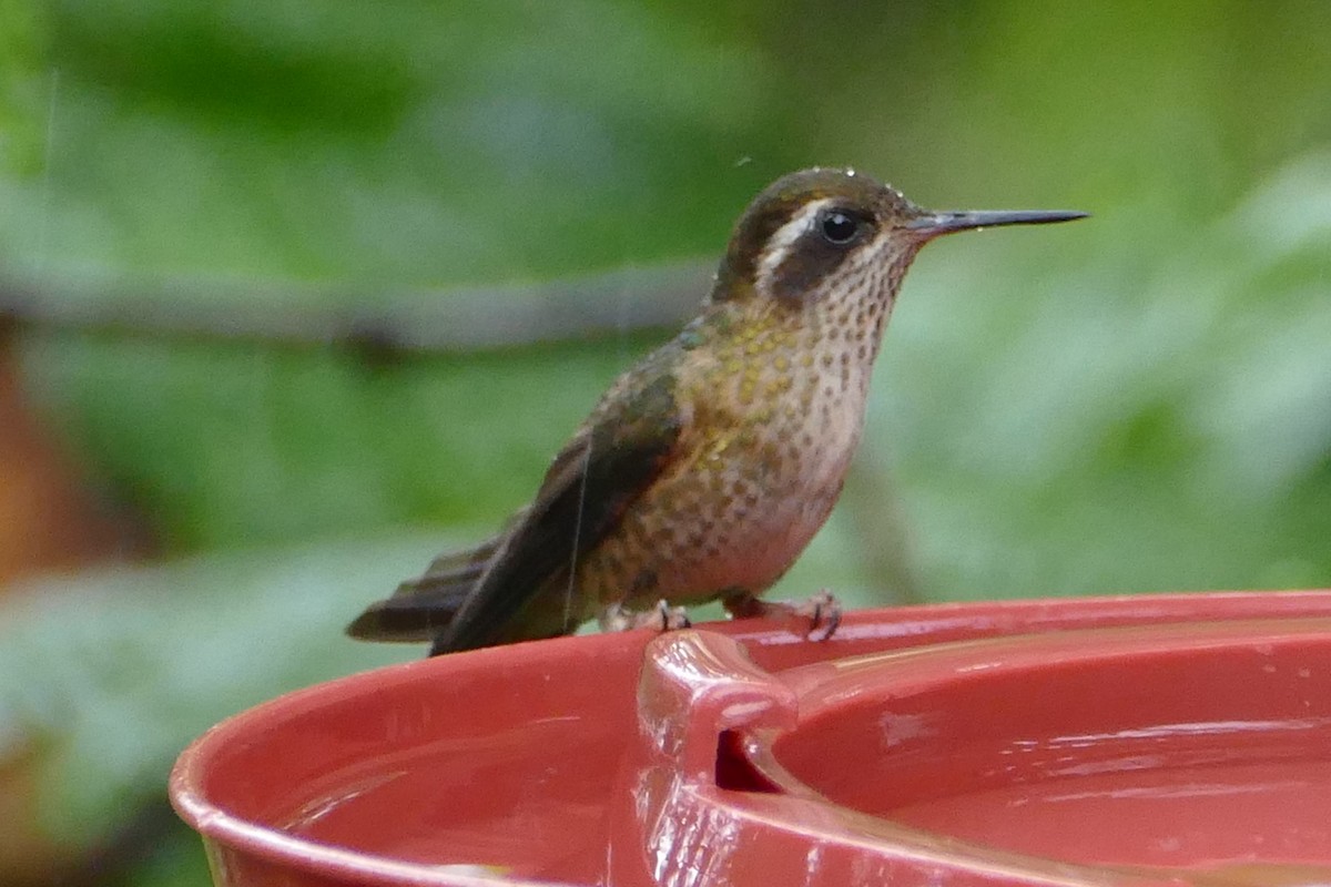Speckled Hummingbird - Peter Kaestner