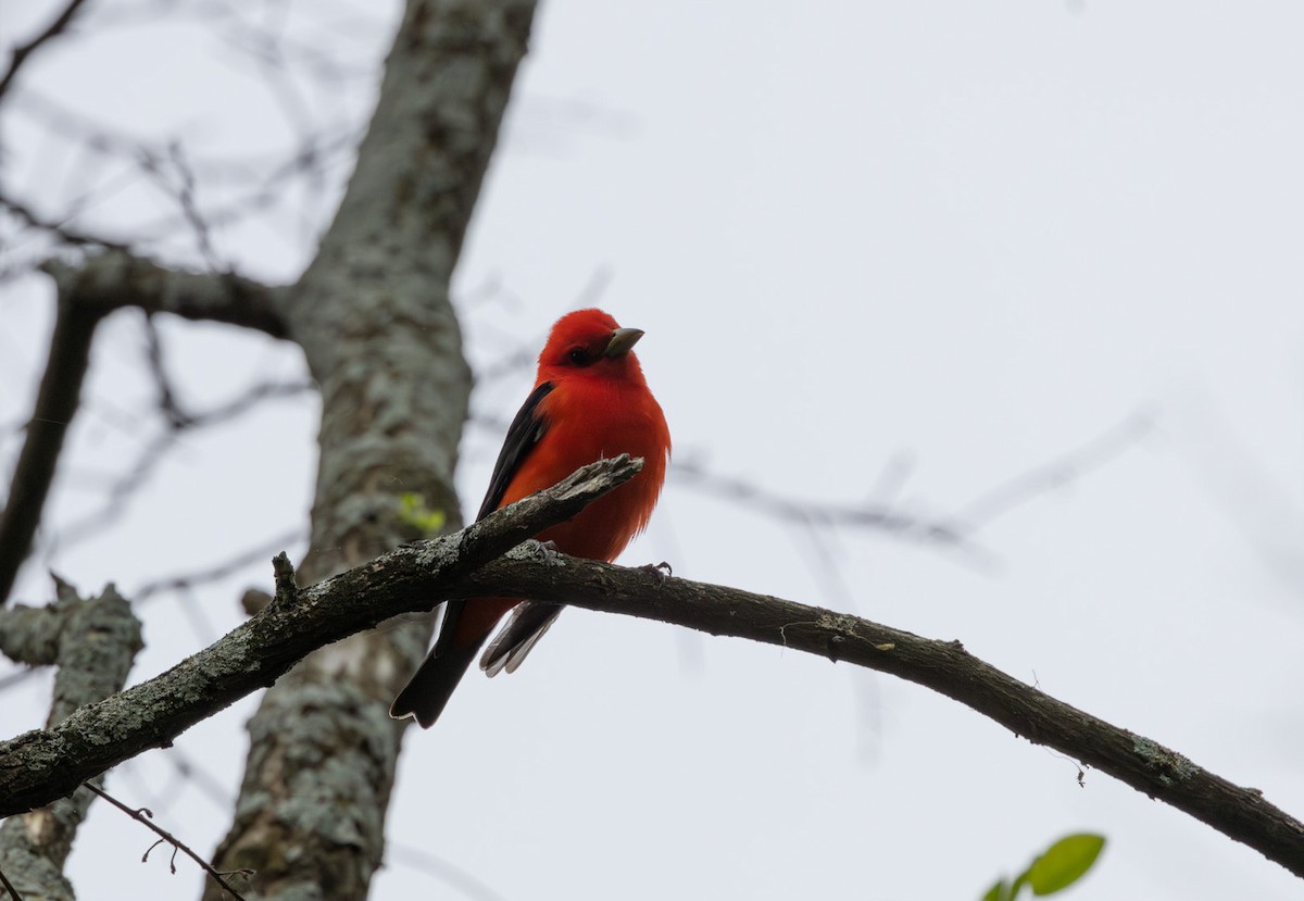 Scarlet Tanager - ML571538411