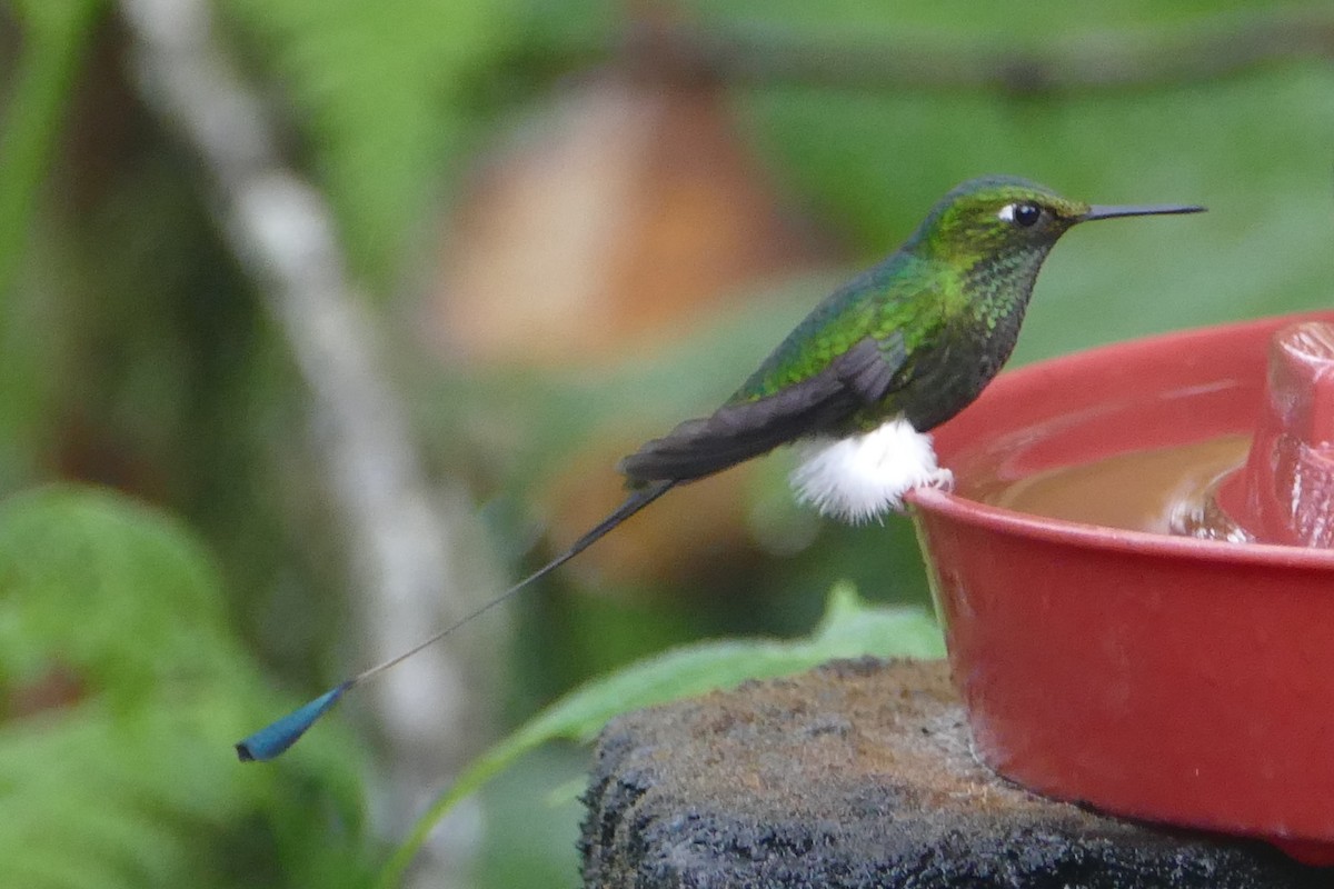 White-booted Racket-tail - ML57153921