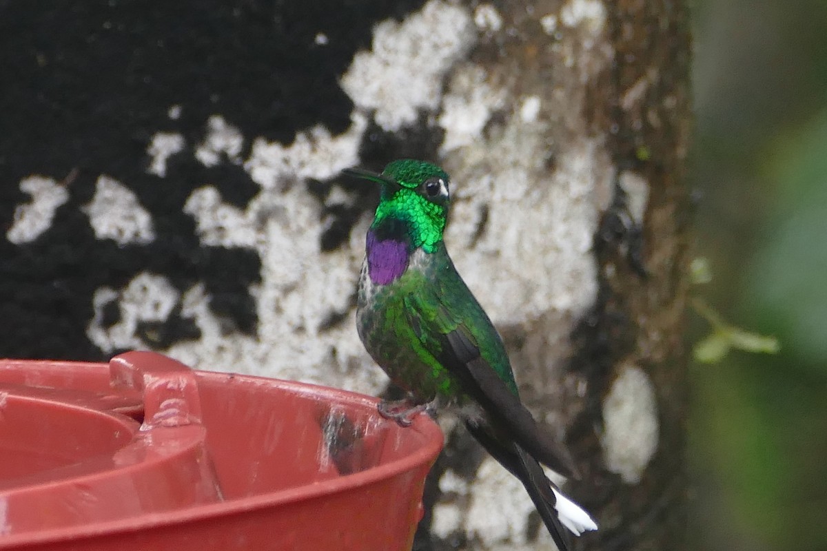 Пурпурногрудый колибри - ML57154001