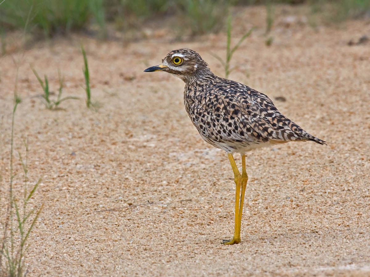 Spotted Thick-knee - Bruce Ward-Smith