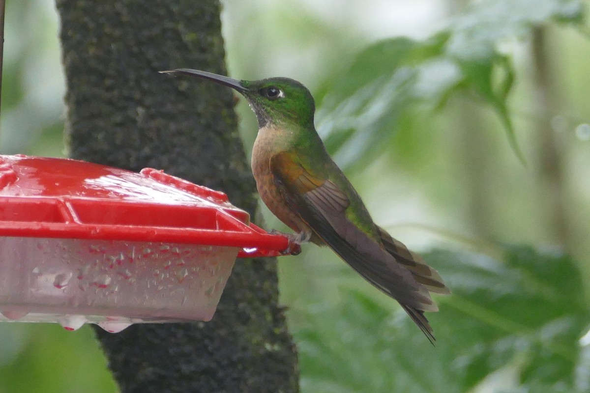 kolibřík hnědobřichý - ML57154111