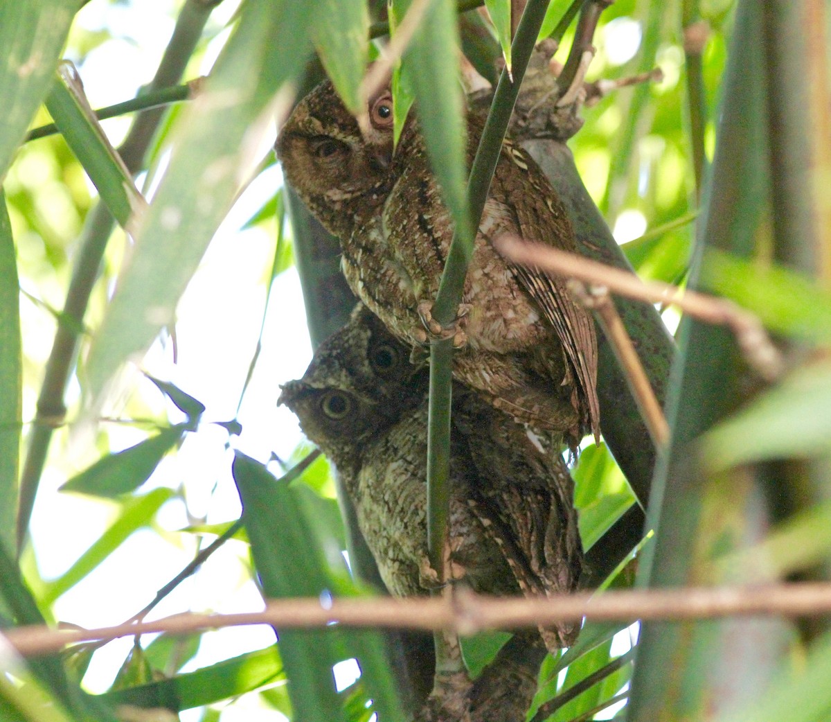 Sulawesi Scops-Owl - Anthony Collerton