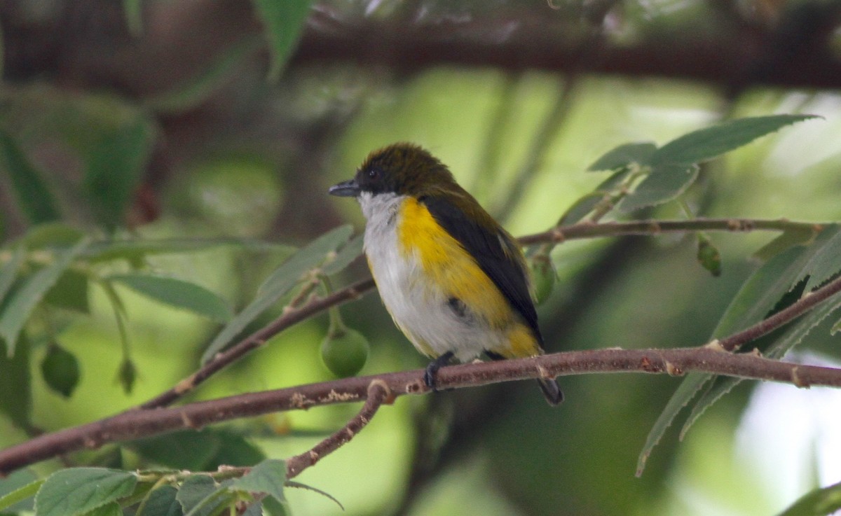 Yellow-sided Flowerpecker - Anthony Collerton