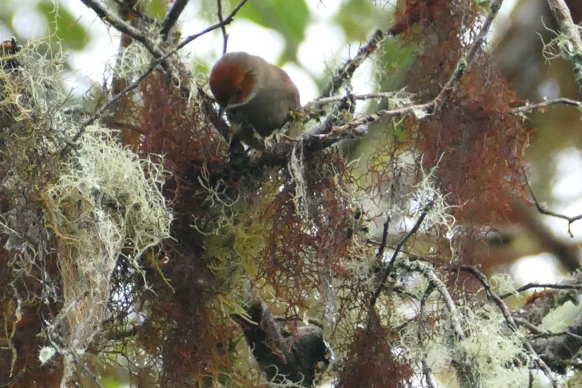 Red-faced Spinetail - ML57155671
