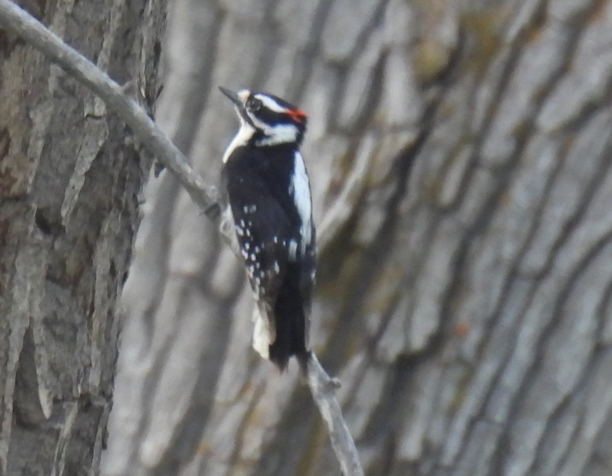 Downy Woodpecker - ML571559971