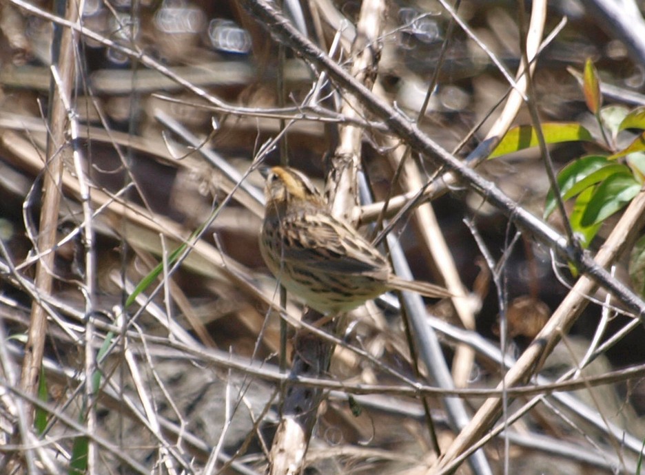 LeConte's Sparrow - ML57156051