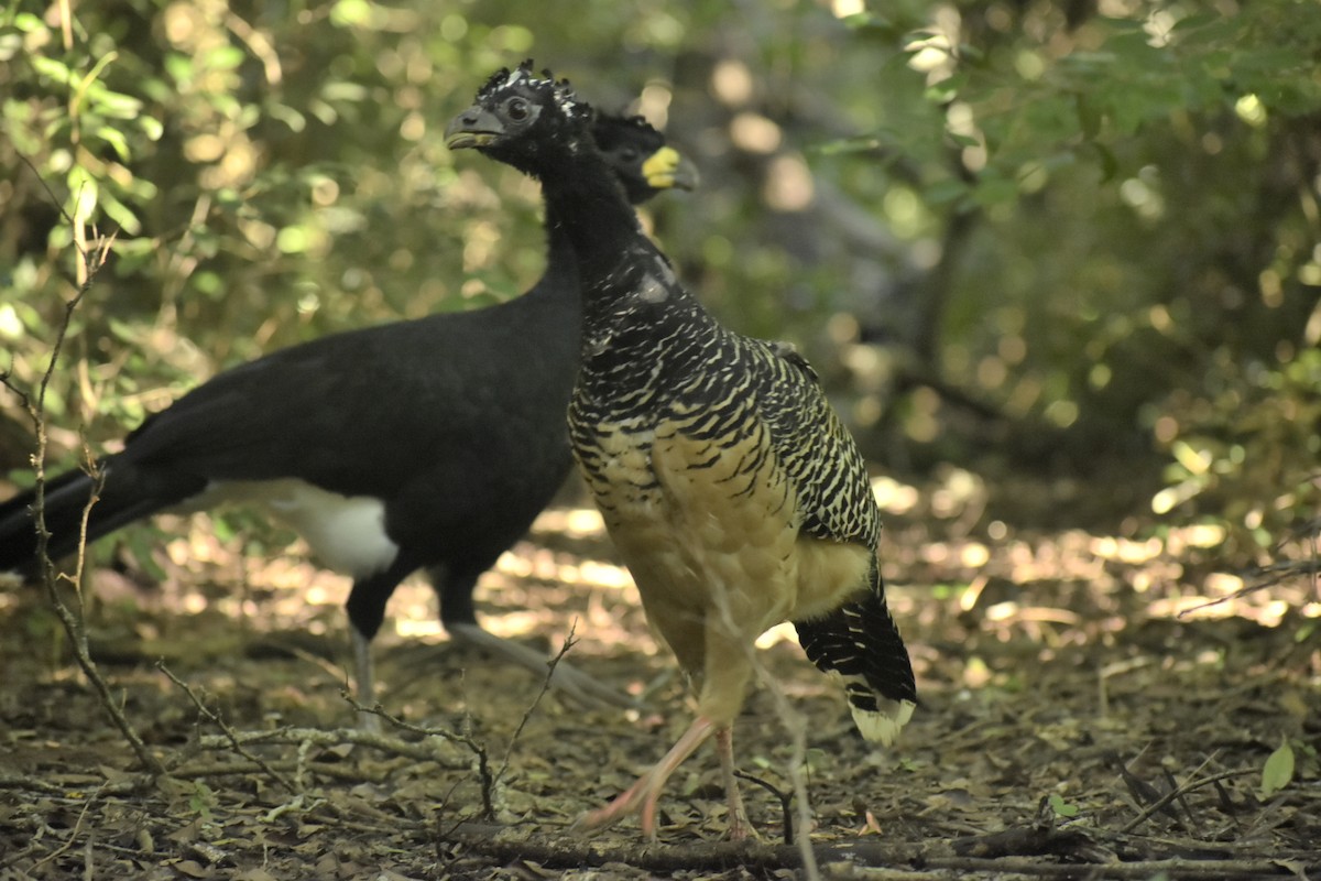 Bare-faced Curassow - ML571562311