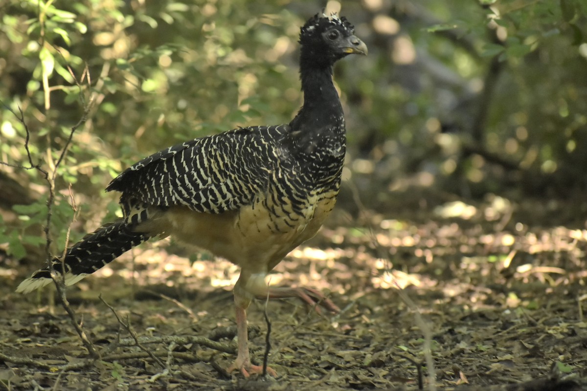 Bare-faced Curassow - ML571562321