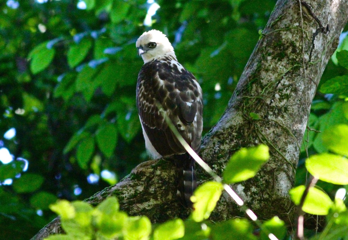 Sulawesi Hawk-Eagle - Anthony Collerton