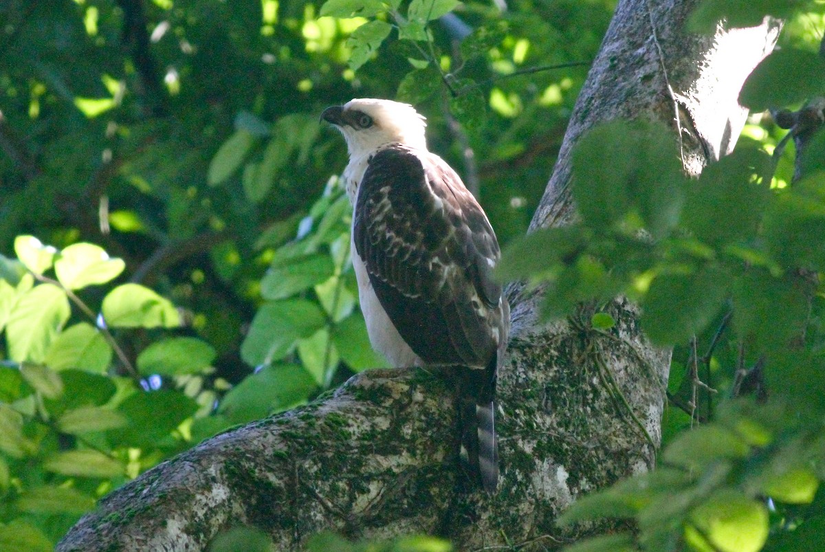 Sulawesi Hawk-Eagle - ML57156631