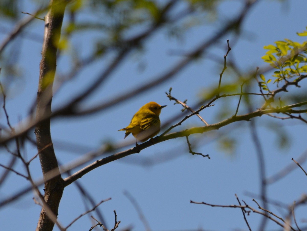 Yellow Warbler - S. Andujar