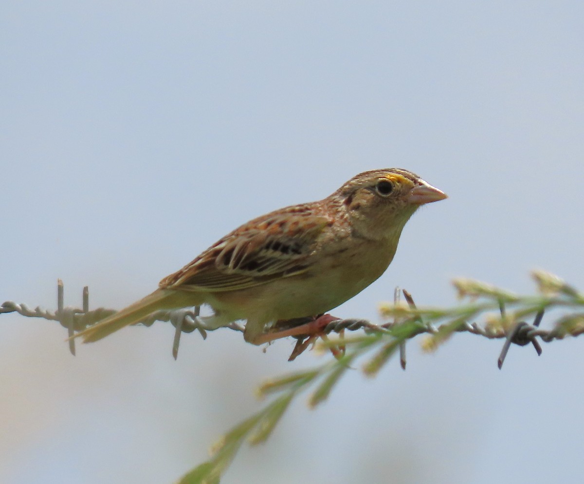 eBird Checklist 13 May 2023 Dobbins Farm, Townville SC (sensitive