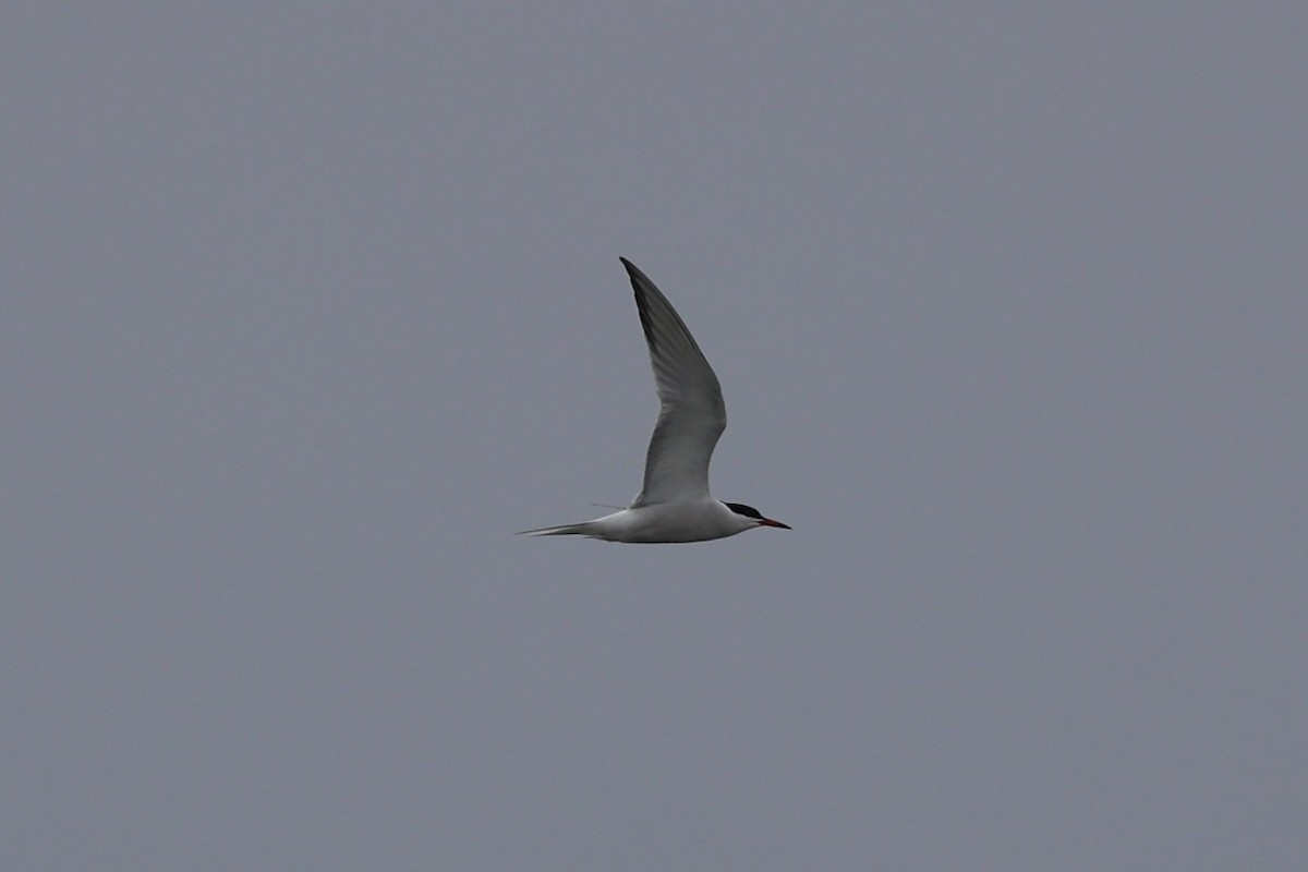 Common Tern - ML571569281