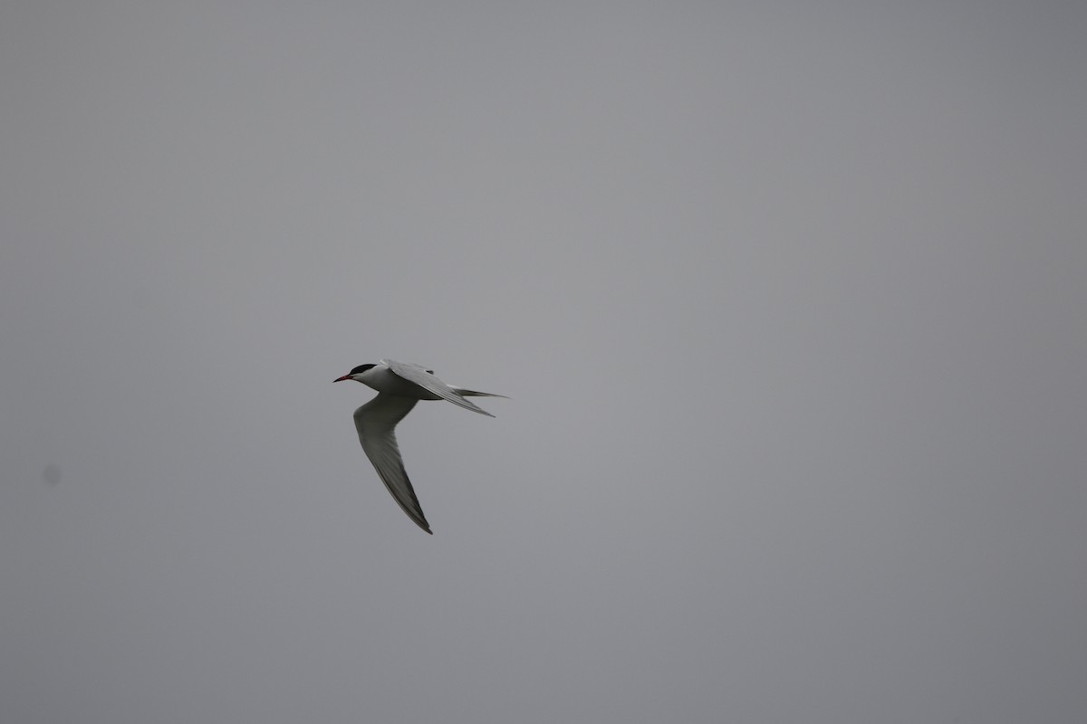 Common Tern - ML571569291