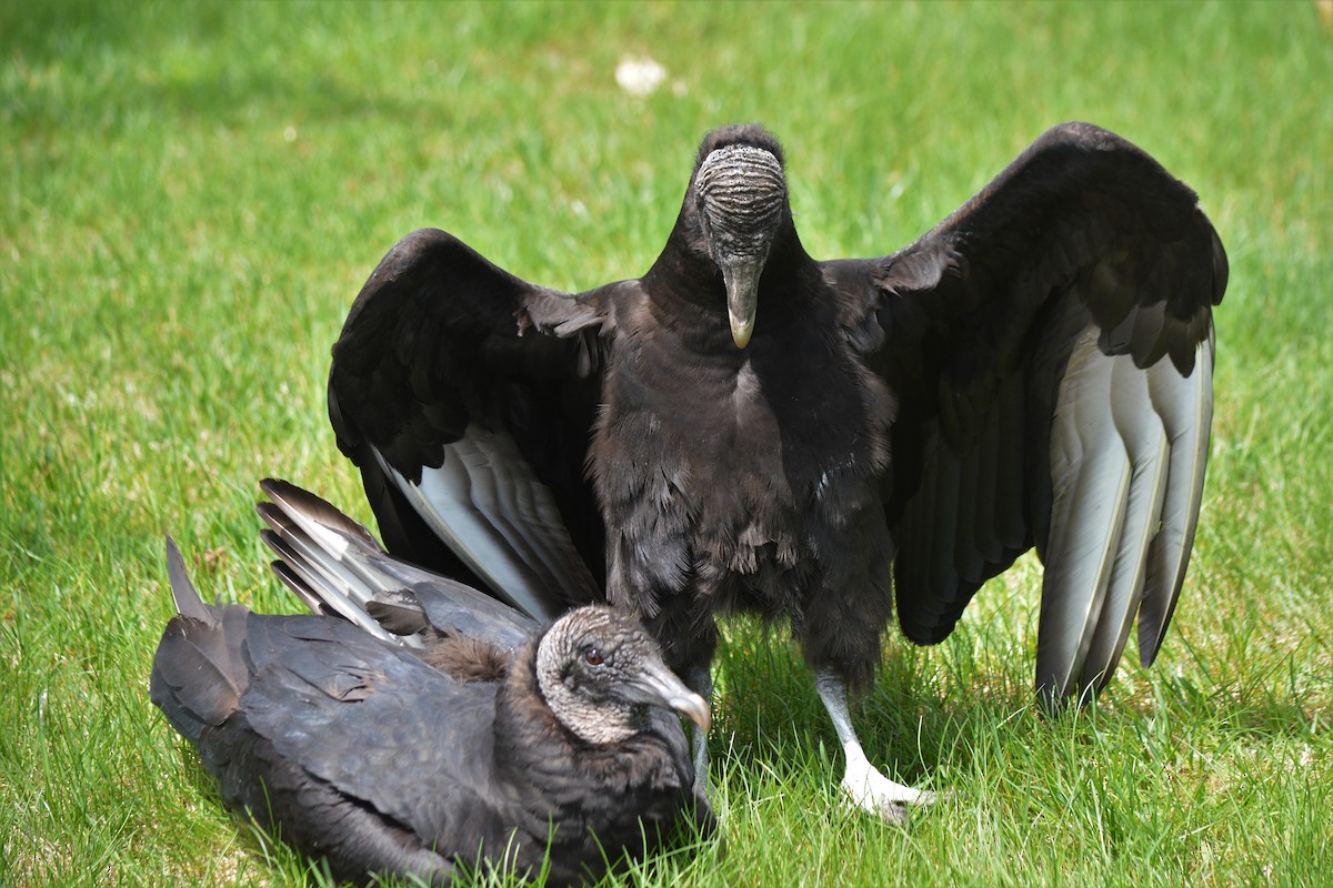 Black Vulture - Sam Zhang