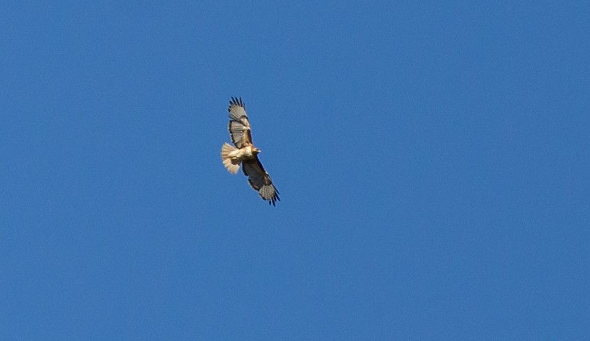 Red-tailed Hawk - ML571571751