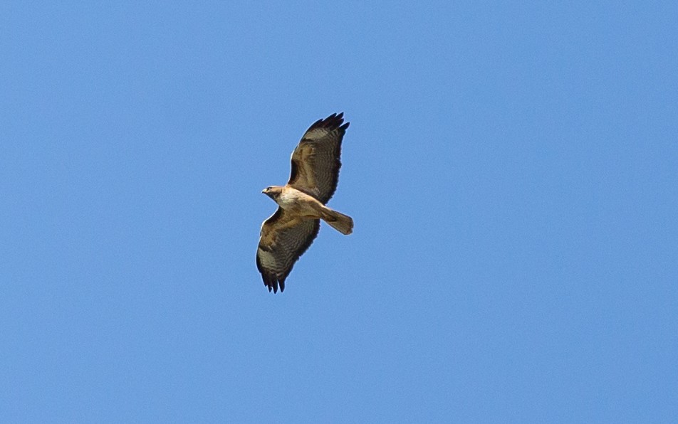 Red-tailed Hawk - ML571572191