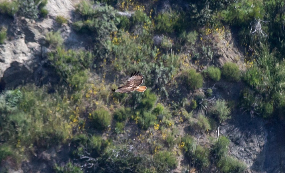 Red-tailed Hawk - ML571573921