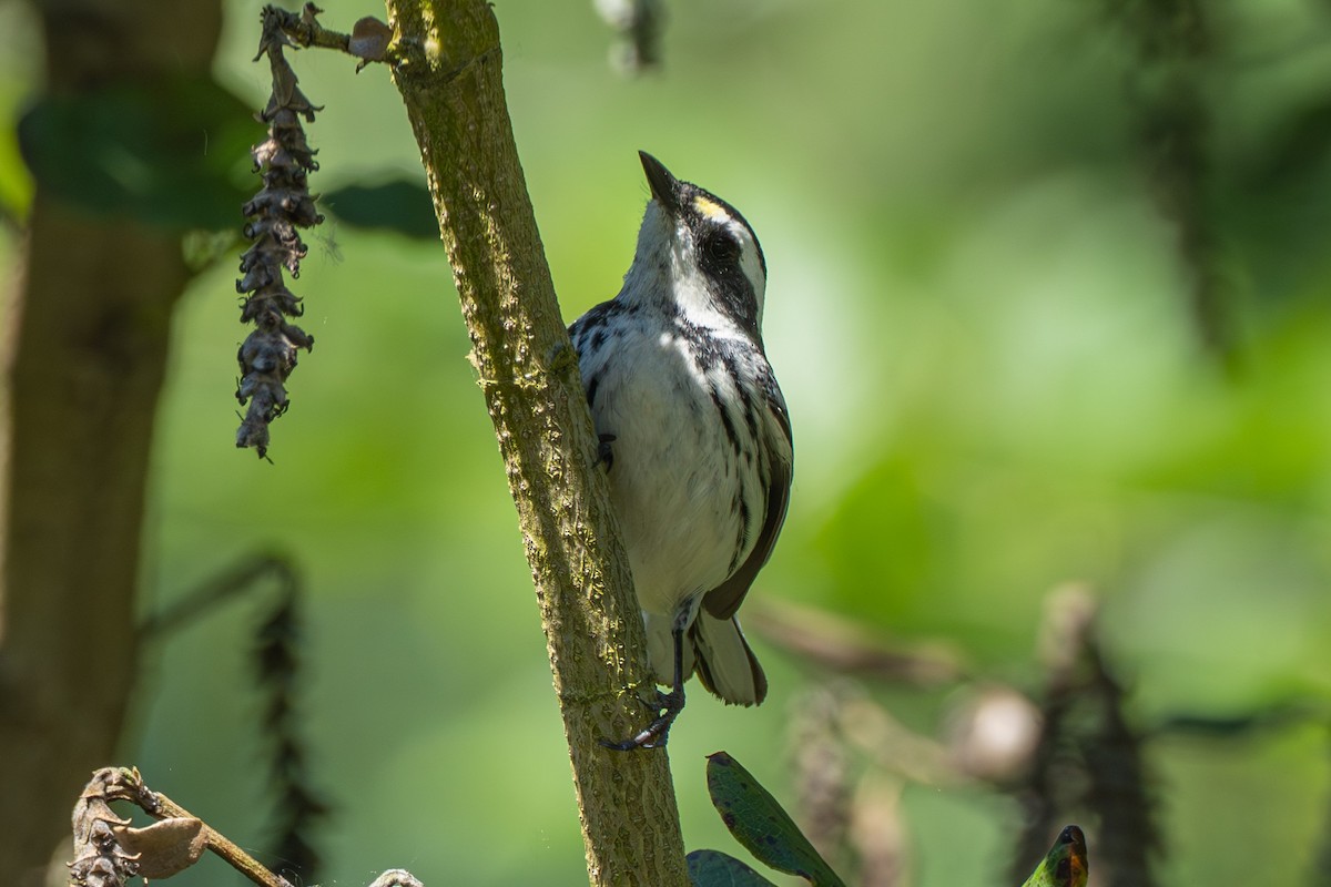 Black-throated Gray Warbler - ML571576221