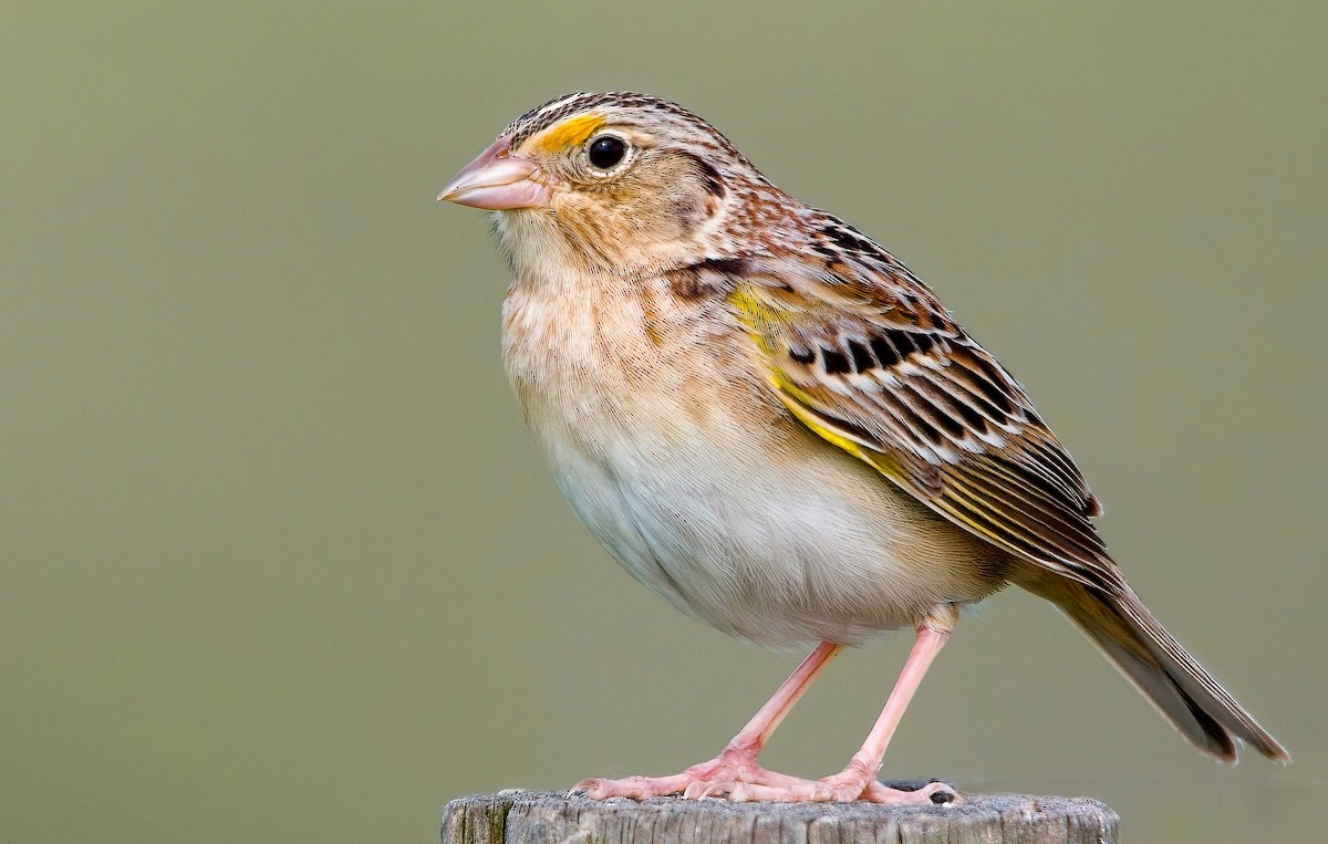 Grasshopper Sparrow - ML571577441
