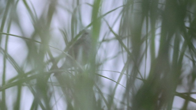 West Himalayan Bush Warbler - ML571585151