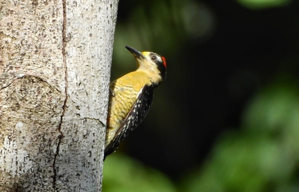 Black-cheeked Woodpecker - ML571587281