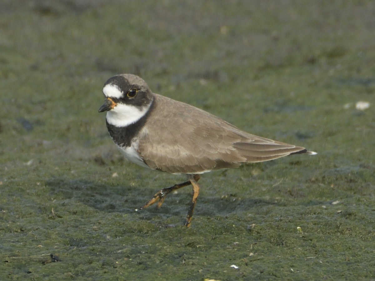 Semipalmated Plover - ML571588211