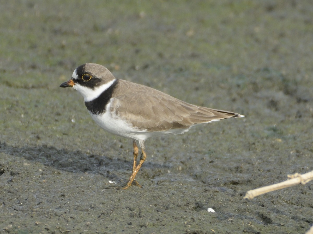 Semipalmated Plover - ML571588221