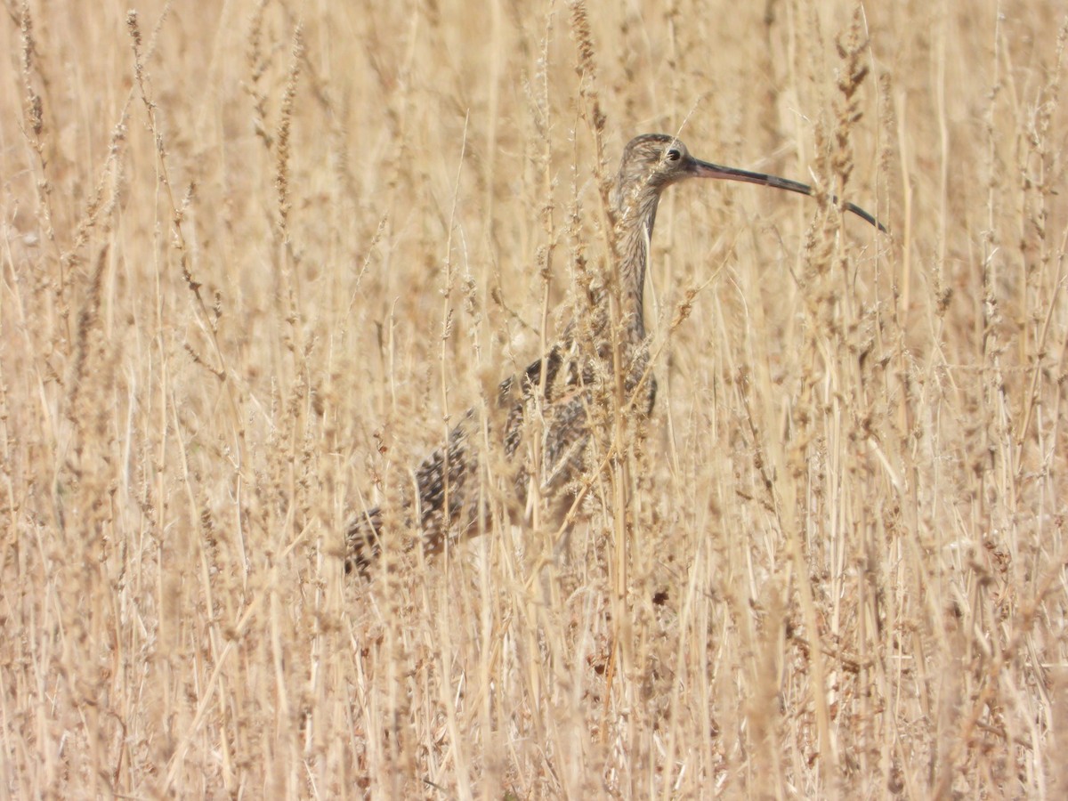 Long-billed Curlew - ML571589841