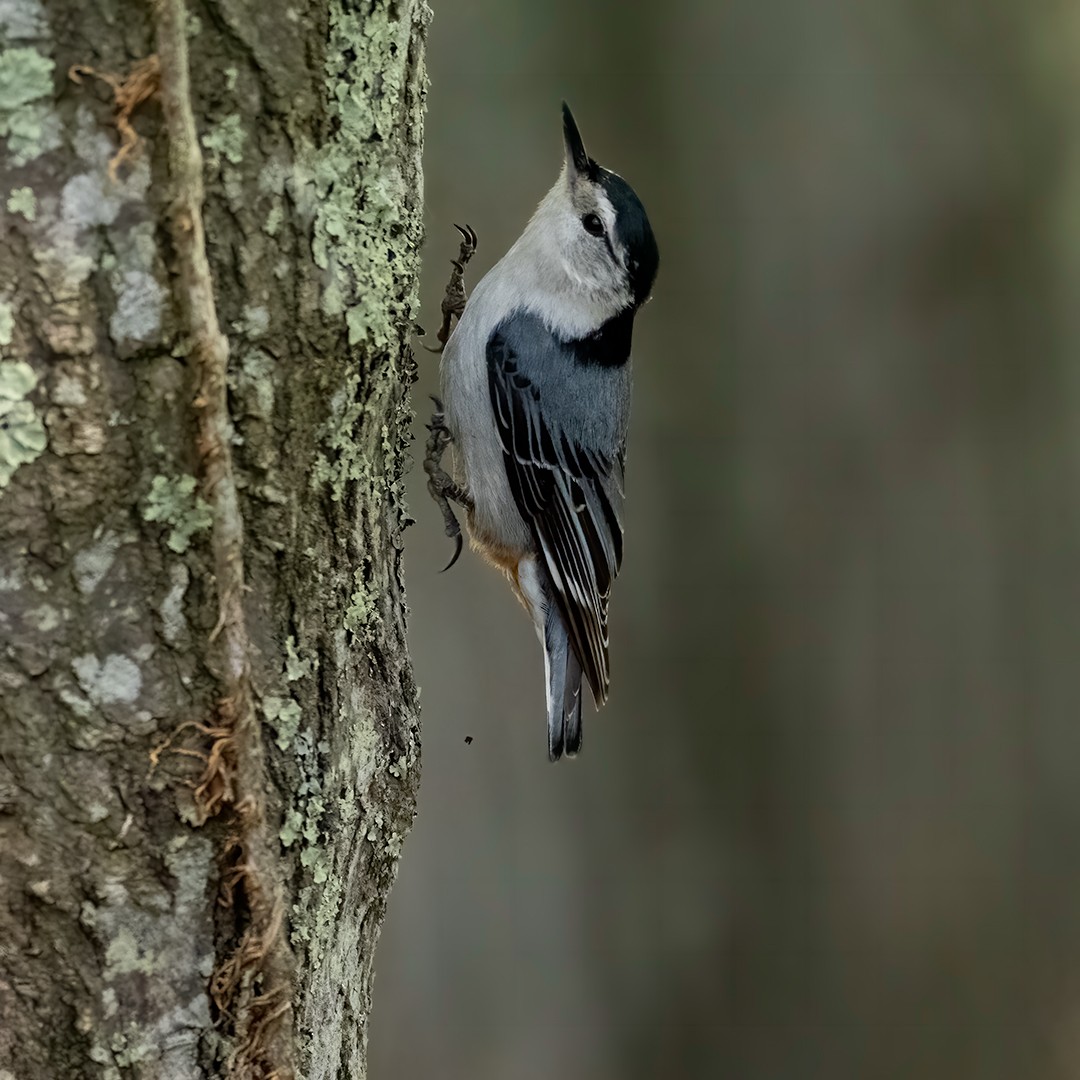 White-breasted Nuthatch - ML571590631