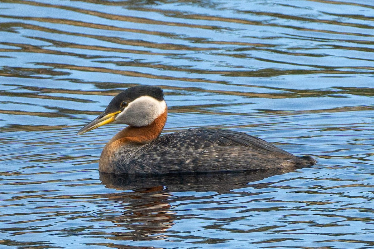Red-necked Grebe - ML571590841