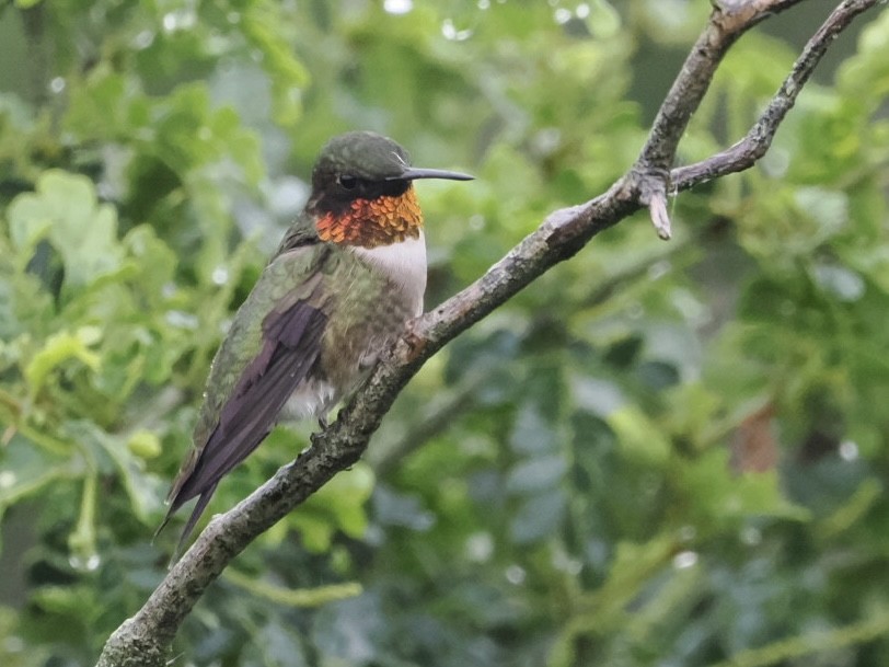 Ruby-throated Hummingbird - ML571593681