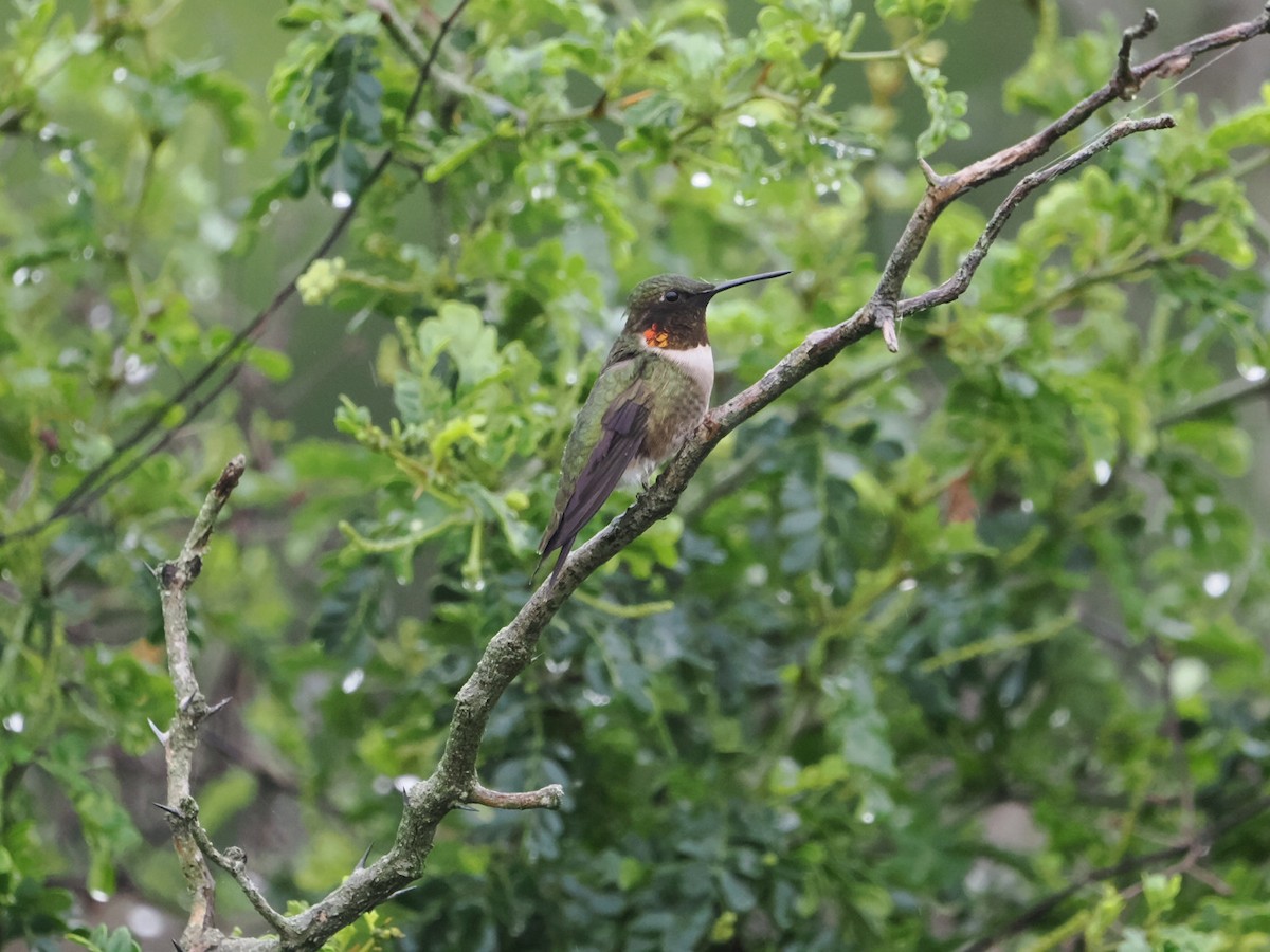 Ruby-throated Hummingbird - ML571593691