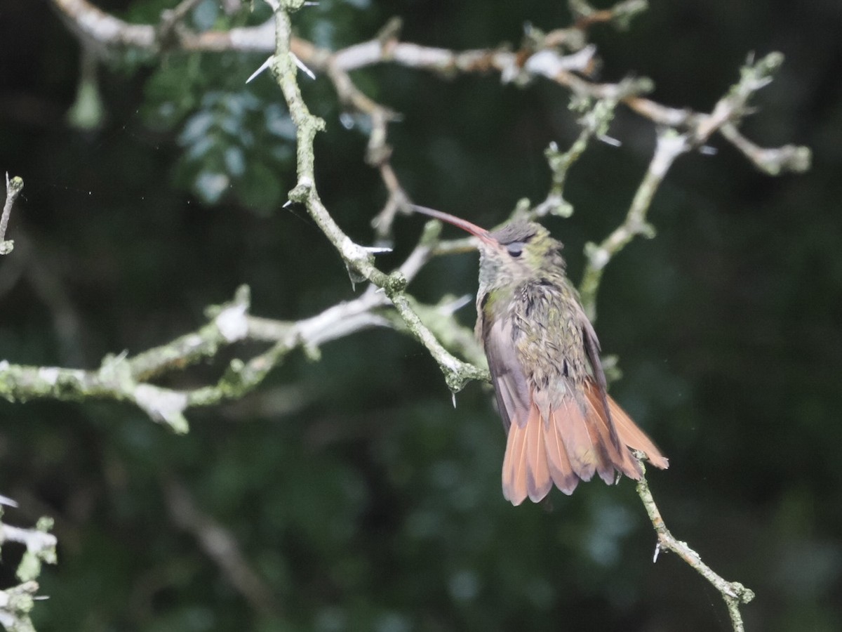 Buff-bellied Hummingbird - Cin-Ty Lee