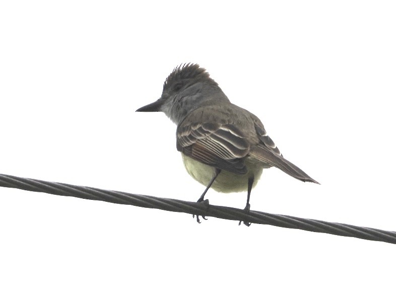 Brown-crested Flycatcher - ML571598321