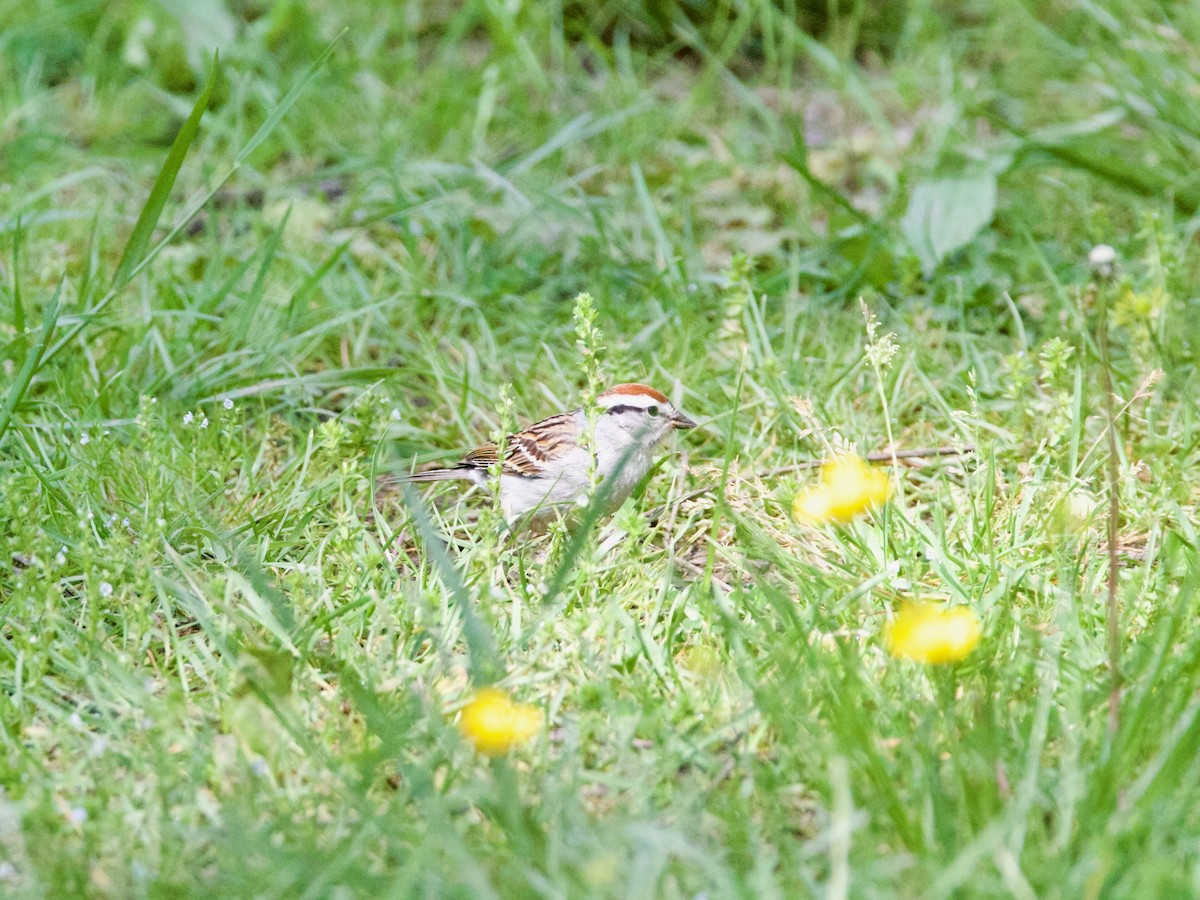 Chipping Sparrow - ML571600571