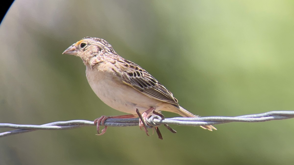 Grasshopper Sparrow - ML571601911