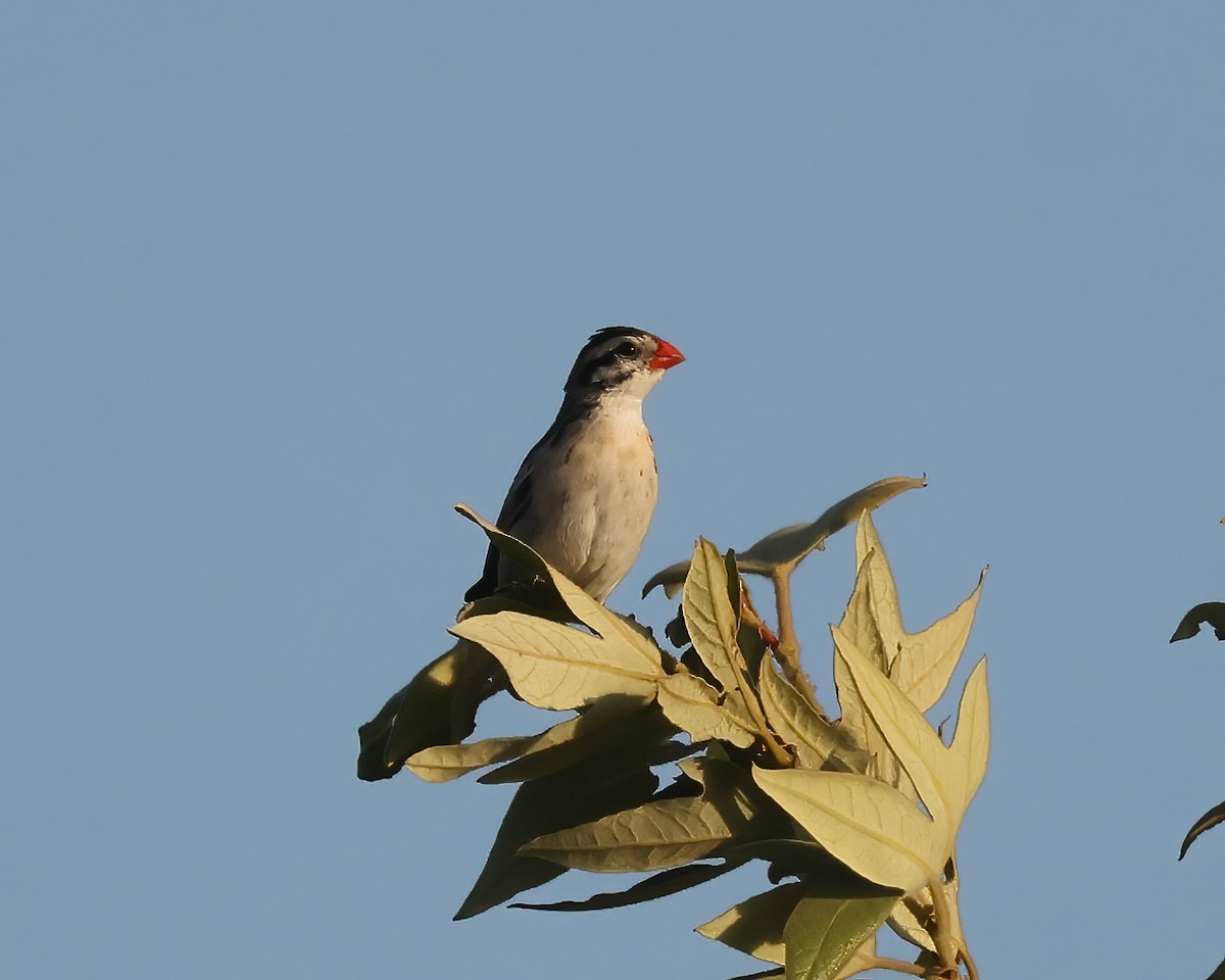 Pin-tailed Whydah - ML571602291