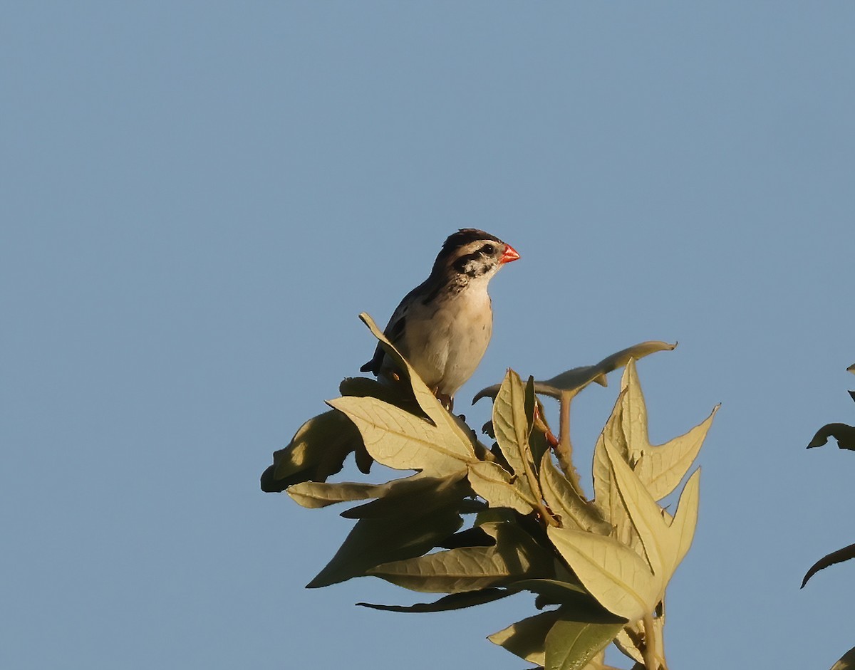Pin-tailed Whydah - ML571602301