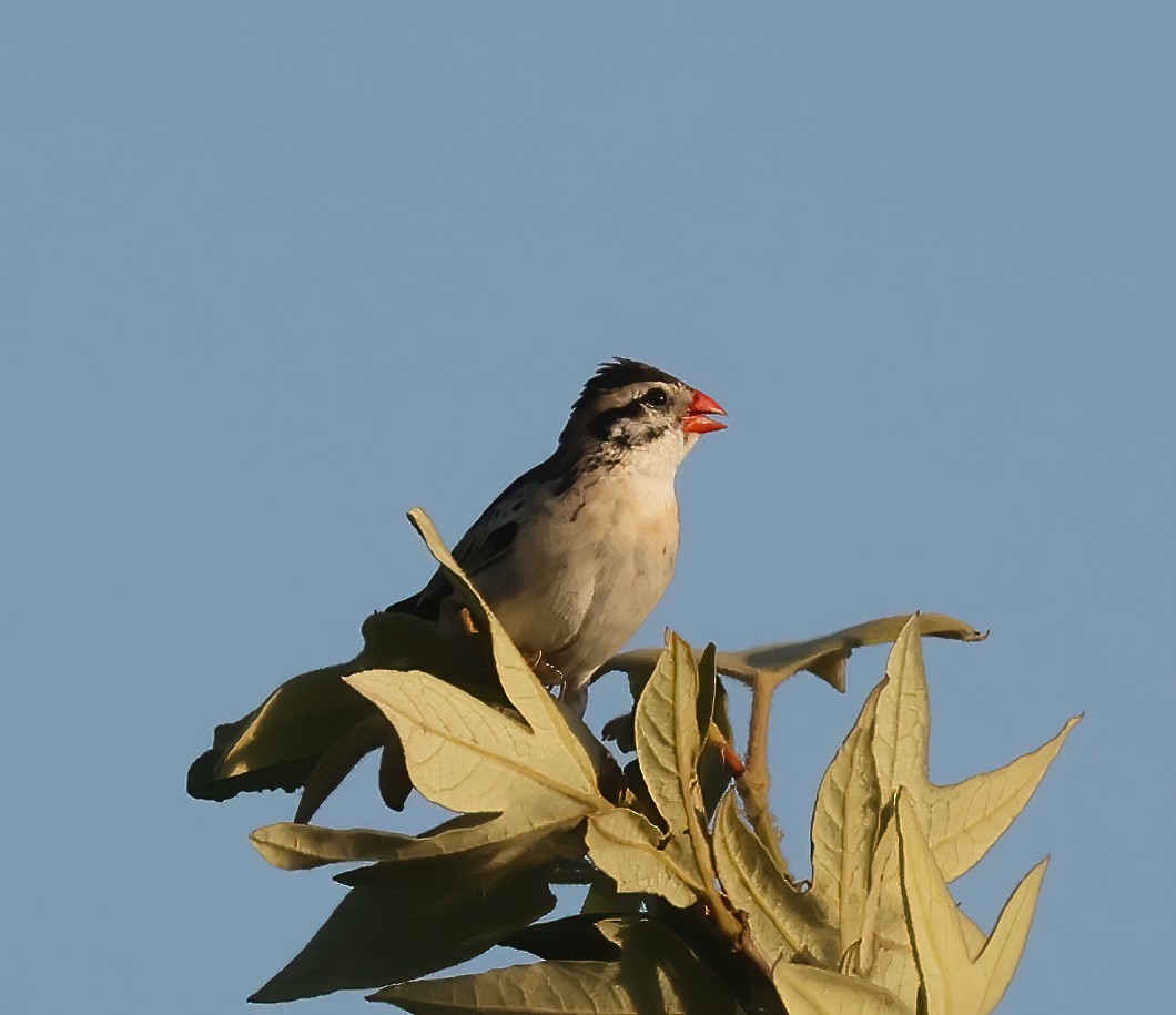 Pin-tailed Whydah - ML571602311