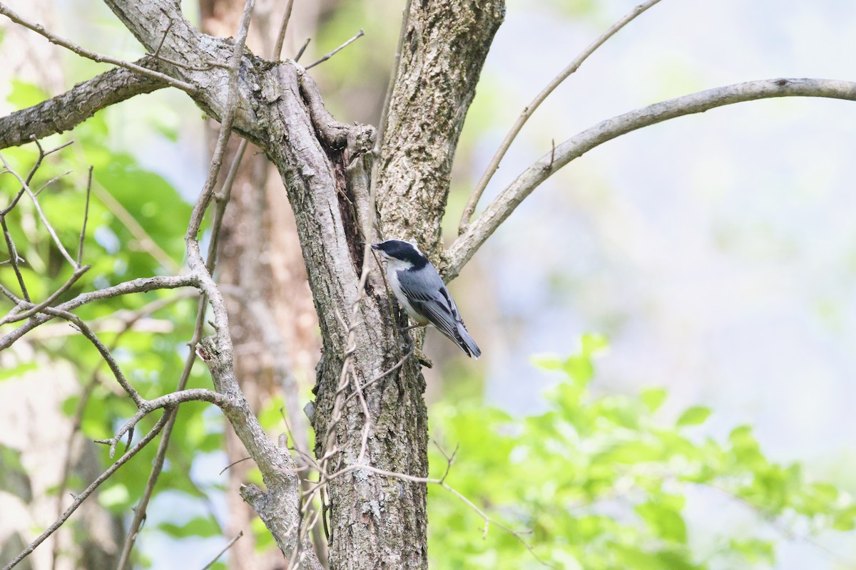 White-breasted Nuthatch - ML571602441
