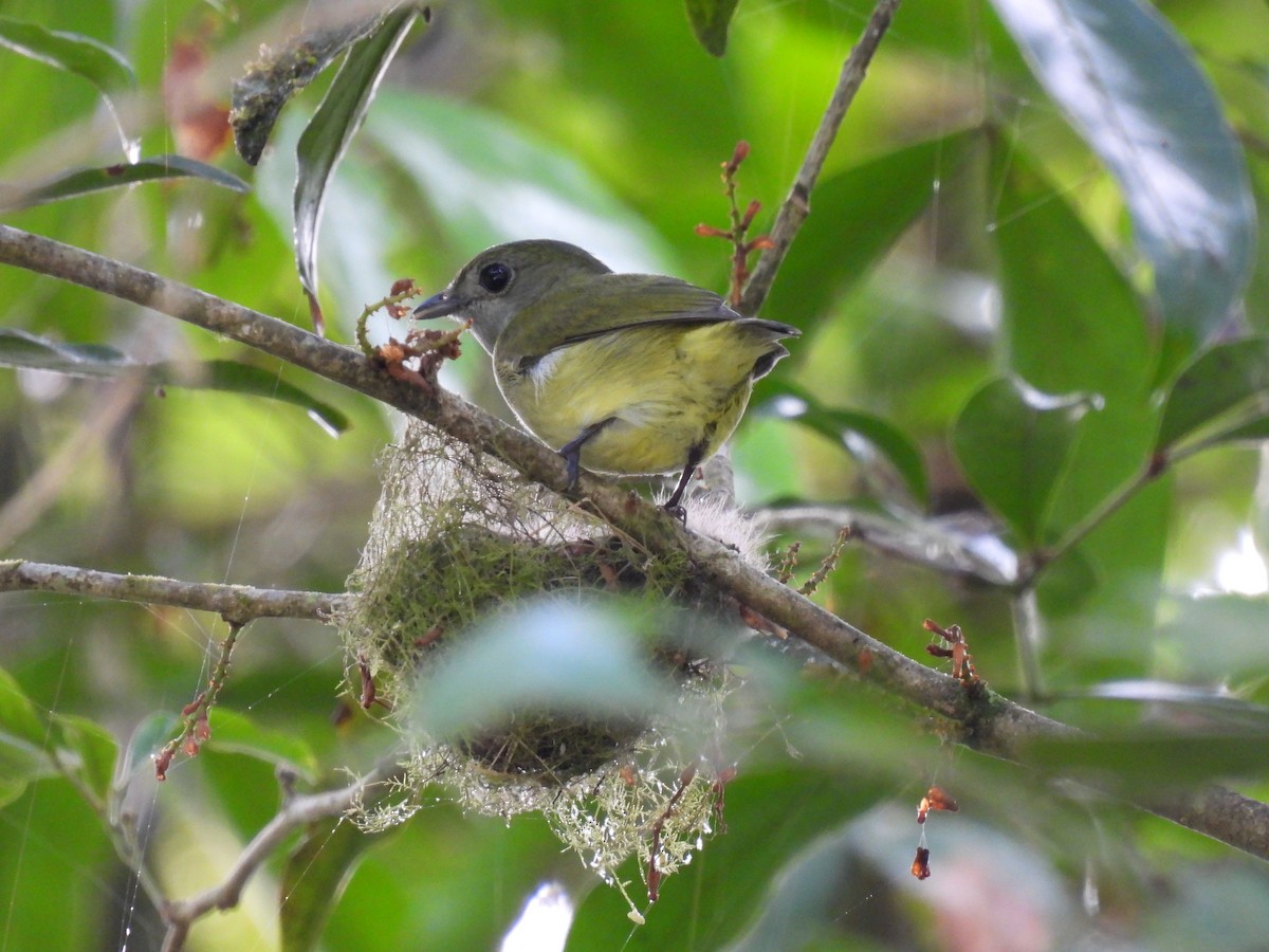 eBird Checklist - 13 May 2023 - Bosque Protector Palo Seco - 7 species