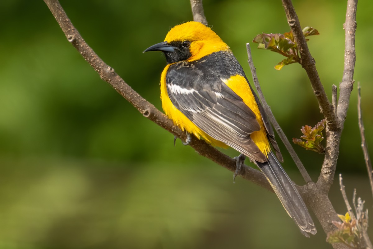 Hooded Oriole (nelsoni Group) - ML571604621