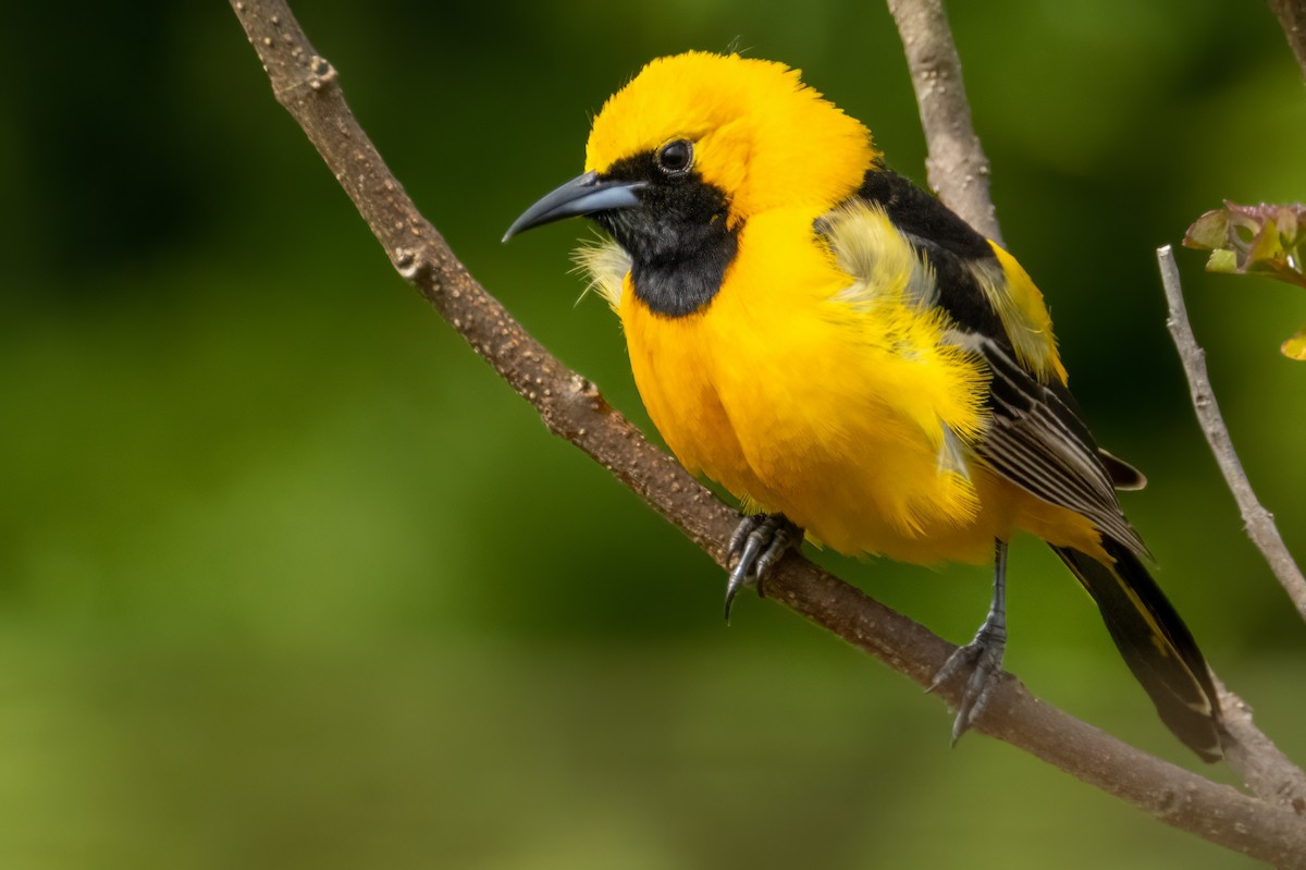 Hooded Oriole (nelsoni Group) - ML571604691