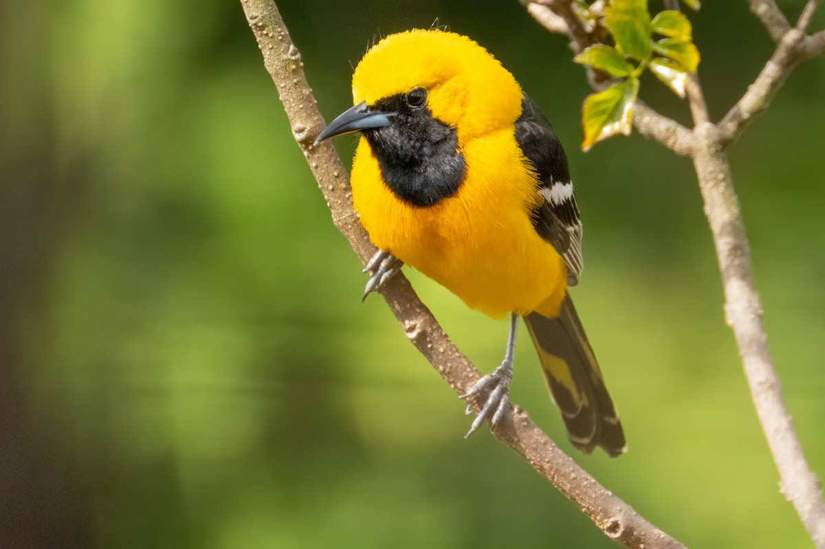 Hooded Oriole (nelsoni Group) - ML571604811